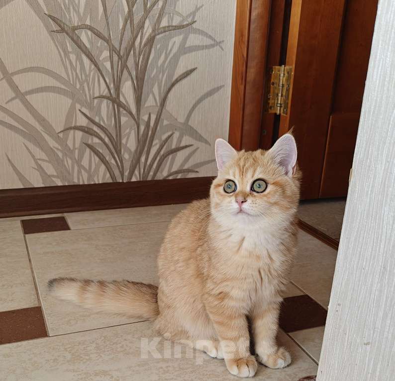 Кошки в Москве: Шотландские золотые котята Девочка, 28 000 руб. - фото 5