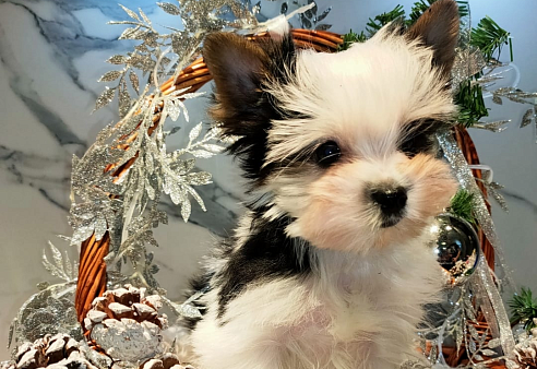 Маленькое счастье Барби