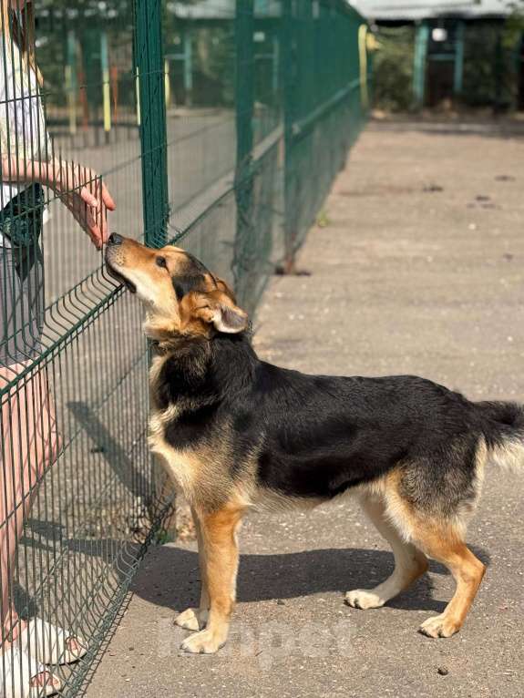 Собаки в Москве: Харди ушастый овчар Мальчик, Бесплатно - фото 4