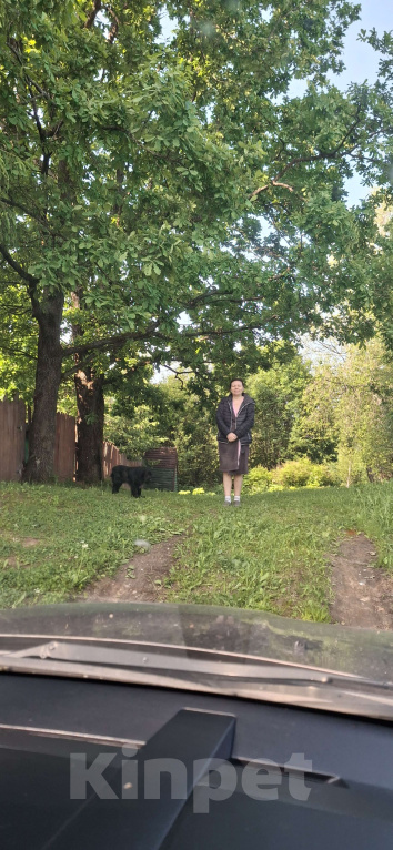 Собаки в Москве: Щенок девочка русский охотничий спаниель  чистокровный Девочка, 10 000 руб. - фото 6