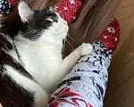 Кошки в Москве: Котик Руни Мальчик, Бесплатно - фото 2