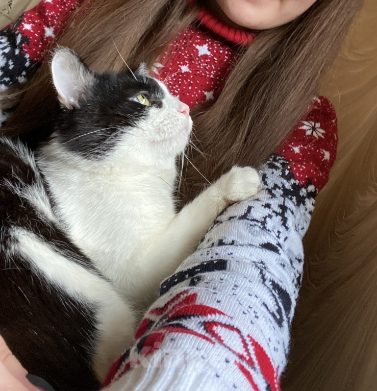 Кошки в Москве: Котик Руни Мальчик, Бесплатно - фото 2