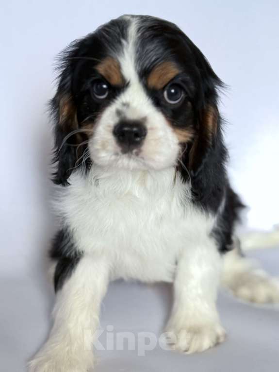 Собаки в Твери: Мальчик кавалер кинг Чарльз спаниель  Мальчик, 50 000 руб. - фото 1