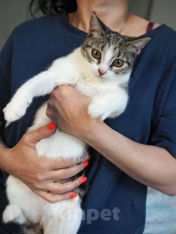 Кошки в Москве: Кошка Марта ищет дом Девочка, Бесплатно - фото 5