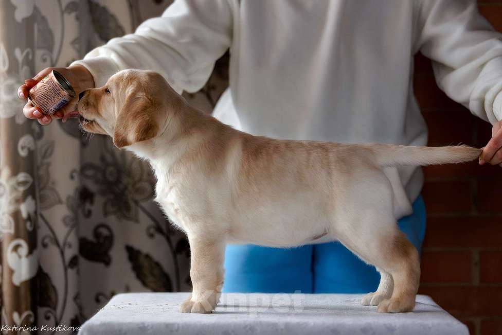 Собаки в Москве: Предлагается яркая девочка лабрадор ретривер Девочка, 150 000 руб. - фото 7