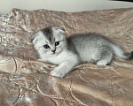 Кошки в Воронеже: Котёнок серебристой британской шиншиллы Девочка, 20 000 руб. - фото 2