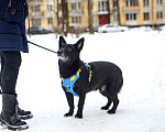 Собаки в Санкт-Петербурге: Коротколапый пес Хьюстон в добрые руки Мальчик, Бесплатно - фото 1