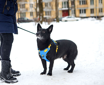 Коротколапый пес Хьюстон в добрые руки