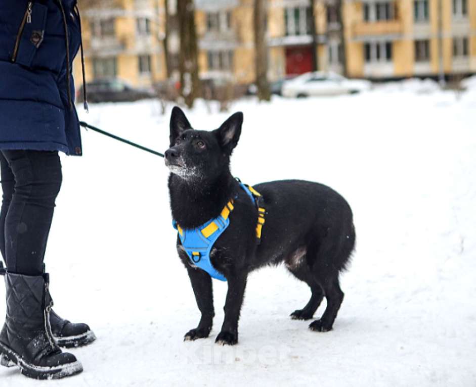 Собаки в Санкт-Петербурге: Коротколапый пес Хьюстон в добрые руки Мальчик, Бесплатно - фото 1