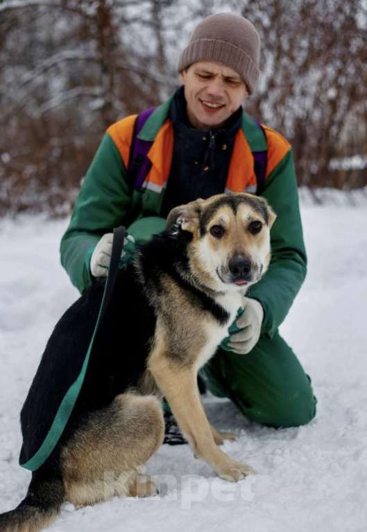 Собаки в Москве: Собака в добрые руки Девочка, Бесплатно - фото 2
