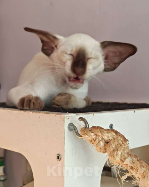 Кошки в Петрозаводске: Григорий Мальчик, 130 000 руб. - фото 3