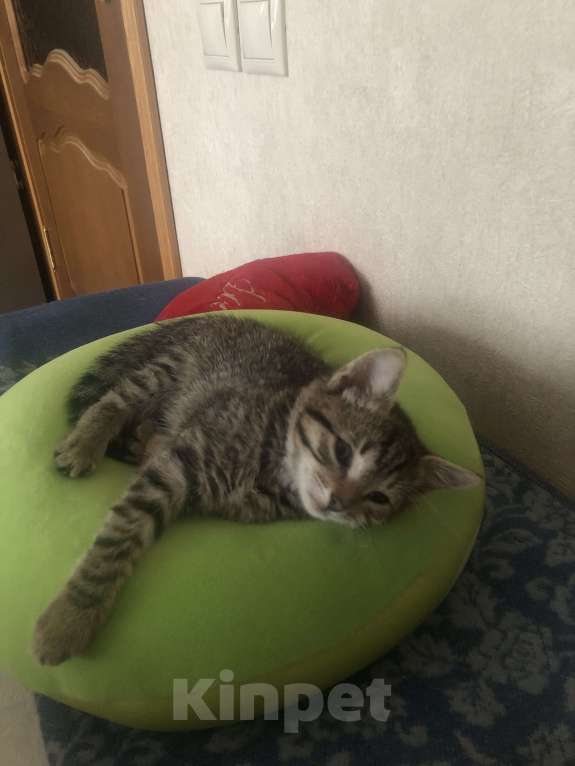 Кошки в Москве: Кошечка-Сонечка  Девочка, 1 руб. - фото 2