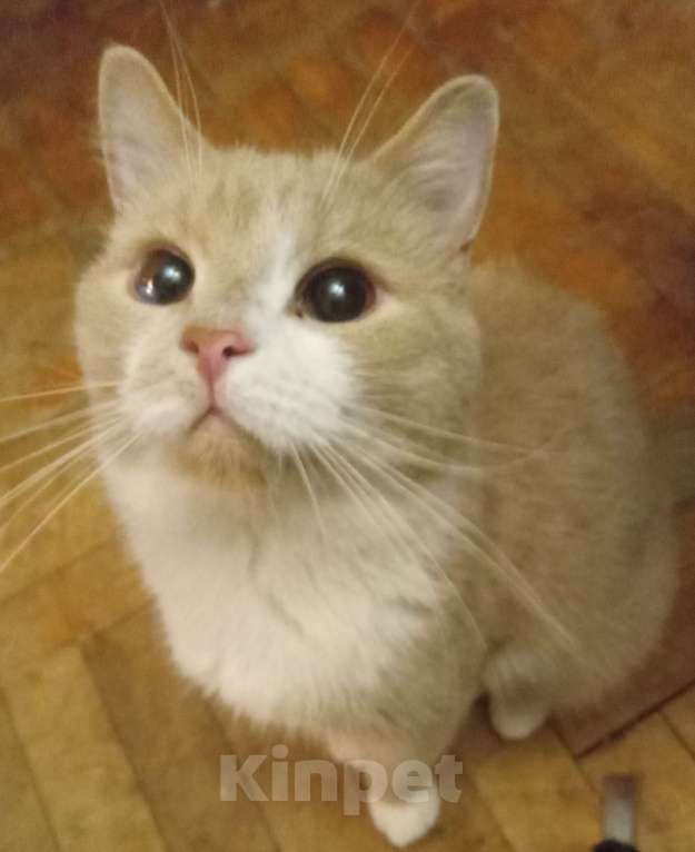 Кошки в Москве: Рыженький шотландский  котик-подросток Мальчик, Бесплатно - фото 5