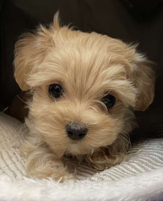 Собаки в Санкт-Петербурге: Маленькие комочки счастья - МАЛЬТИПУ F 1 Девочка, 150 000 руб. - фото 2