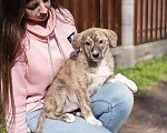 Собаки в Москве: Щеночек в добрые руки Девочка, Бесплатно - фото 5