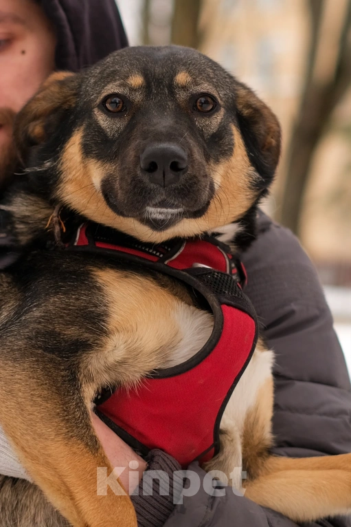 Собаки в Санкт-Петербурге: Сальма из приюта в добрые руки Девочка, Бесплатно - фото 4
