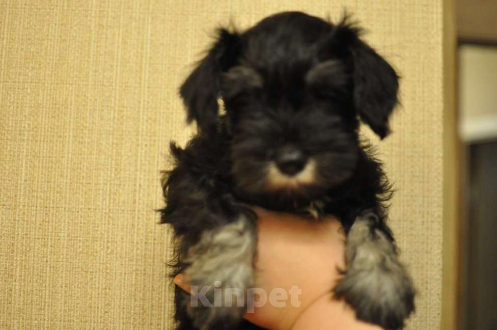 Собаки в Москве: Щенок цвергшнауцера, мальчик. Мальчик, 50 000 руб. - фото 2