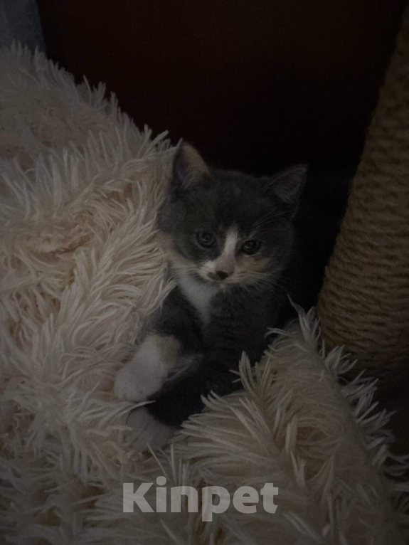 Кошки в Мценске: котенок в добрые руки Девочка, Бесплатно - фото 1