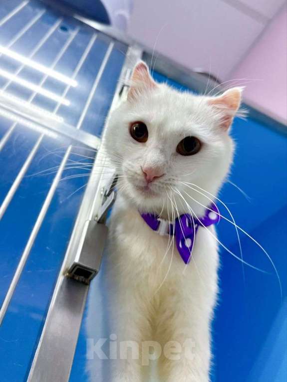 Кошки в Москве: Котик Стюарт ищет дом Мальчик, Бесплатно - фото 3