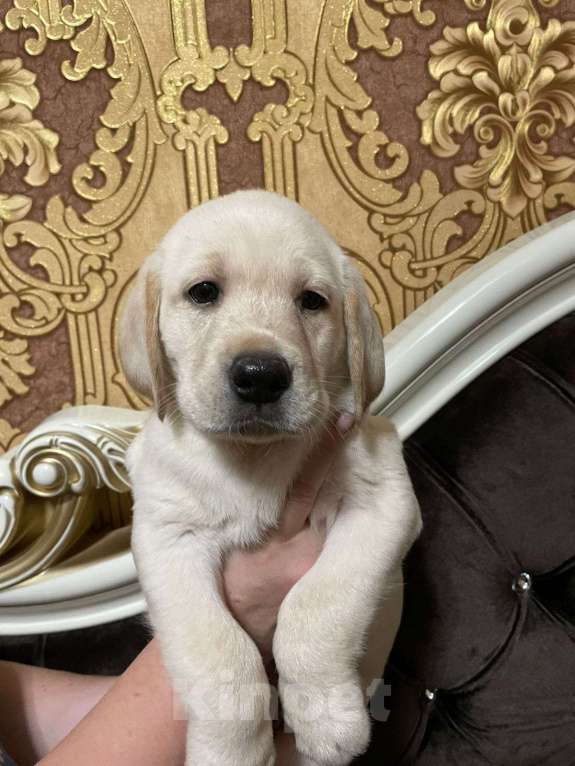 Собаки в Москве: щенок лабрадора Девочка, 23 000 руб. - фото 2
