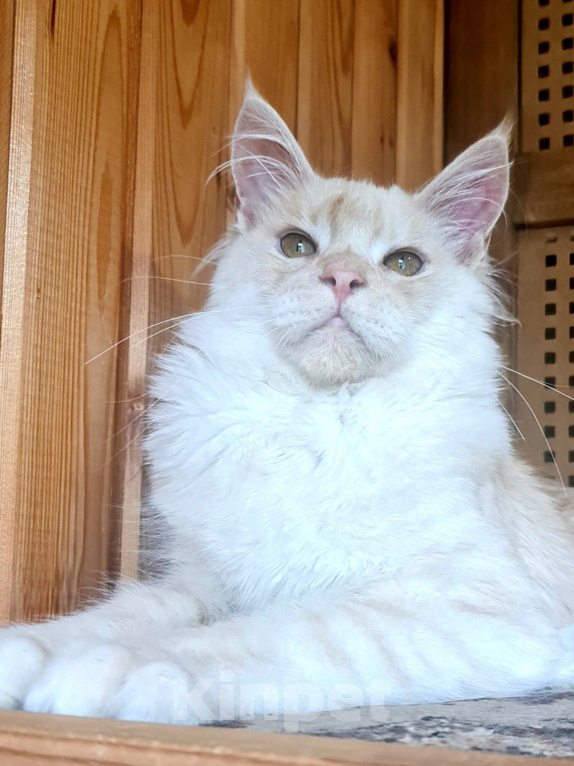Кошки в других городах Ярославской области: Котята Мейн кун Мальчик, Бесплатно - фото 5