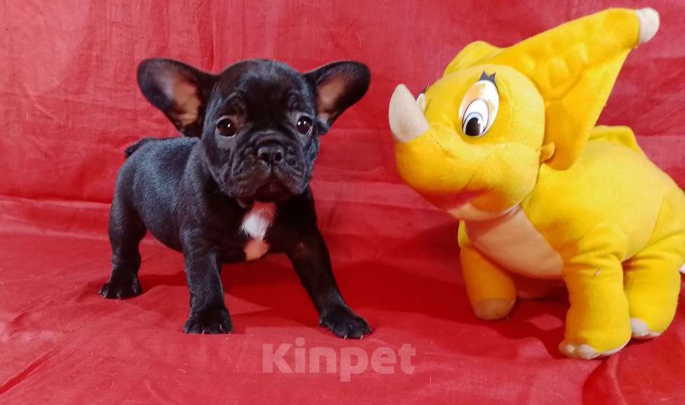 Собаки в Екатеринбурге: Очаровательные француженки Девочка, 25 000 руб. - фото 1