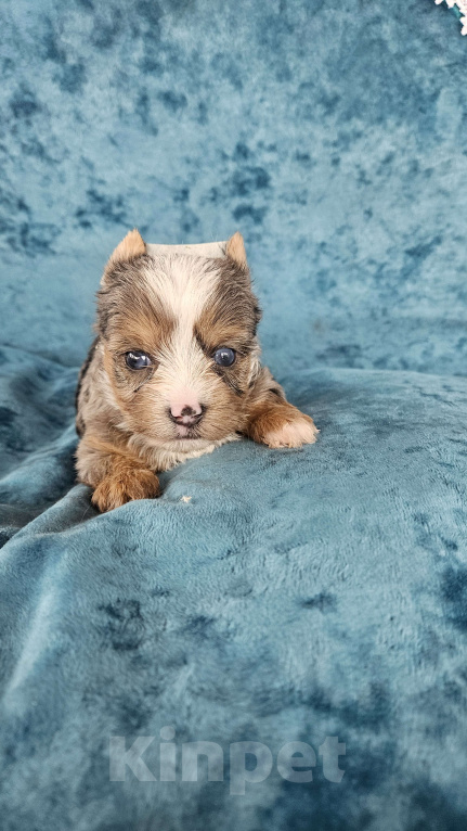 Собаки в Москве: Блю мерле йорк с голубыми глазами Мальчик, 120 000 руб. - фото 1