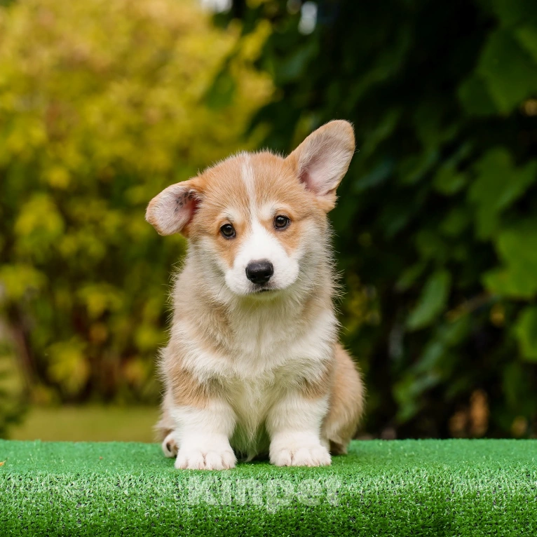 Собаки в Воронеже: Щенок вельш корги пемброк — GRISHA WOLF Мальчик, 100 000 руб. - фото 8