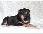 Собаки в Приозерске: Самые красивые щенки Среднеазиатской овчарки Мальчик, 30 000 руб. - фото 3