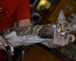 Кошки в Ливны: Котята Девон Рекс элитные, 20 000 руб. - фото 4