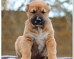 Собаки в Приозерске: Самые классные САО.  Мальчик, 30 000 руб. - фото 4