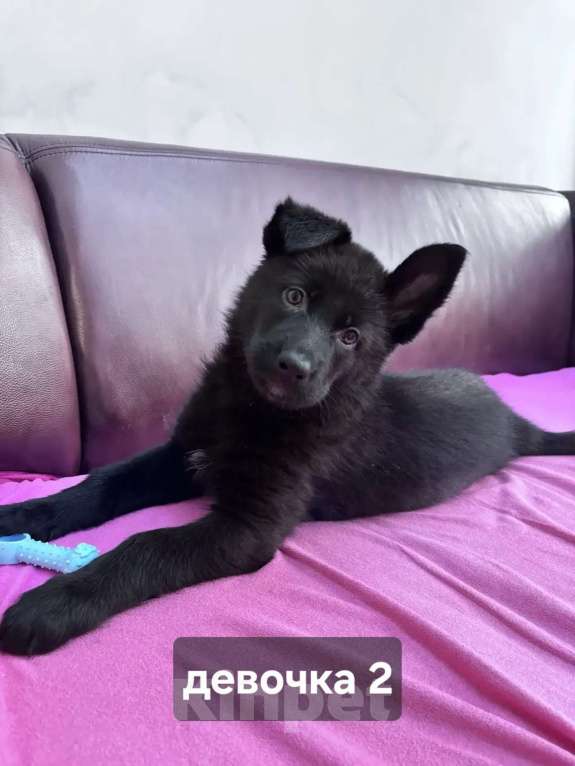 Собаки в Новосибирске: Щенки-волкособы (25% канадский черный волк) Разнополые, 25 000 руб. - фото 2