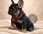 Собаки в Тимашевске: Девочка черная с подпалом Девочка, 45 000 руб. - фото 1
