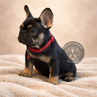 Девочка черная с подпалом