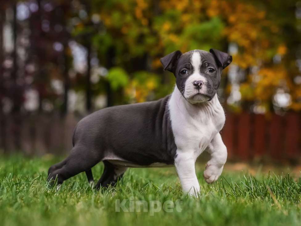 Собаки в других городах Самарской области: Породные щенки АСТ из питомника Девочка, 50 000 руб. - фото 2