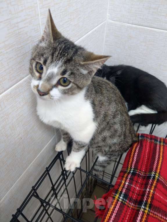 Кошки в Санкт-Петербурге: Котенок Ластик без части задней левой лапки хочет обрести семью Мальчик, Бесплатно - фото 2