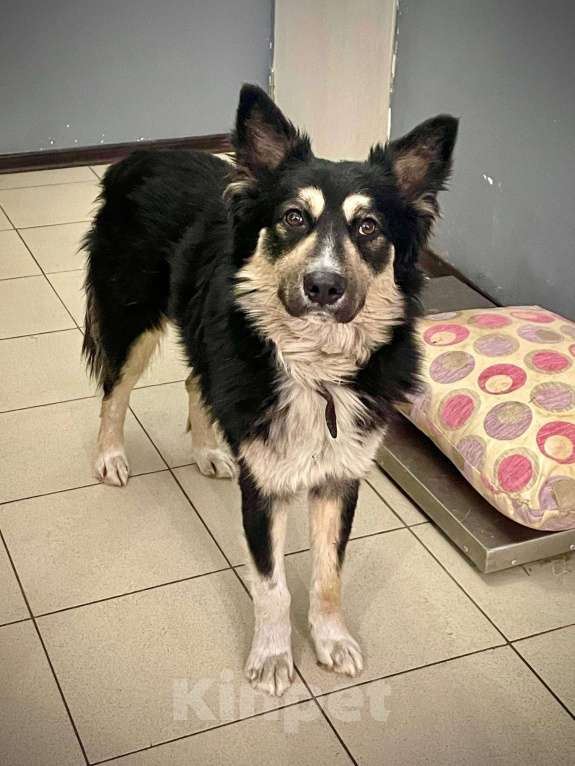 Собаки в других городах Московской области: Привет Мальчик, Бесплатно - фото 4