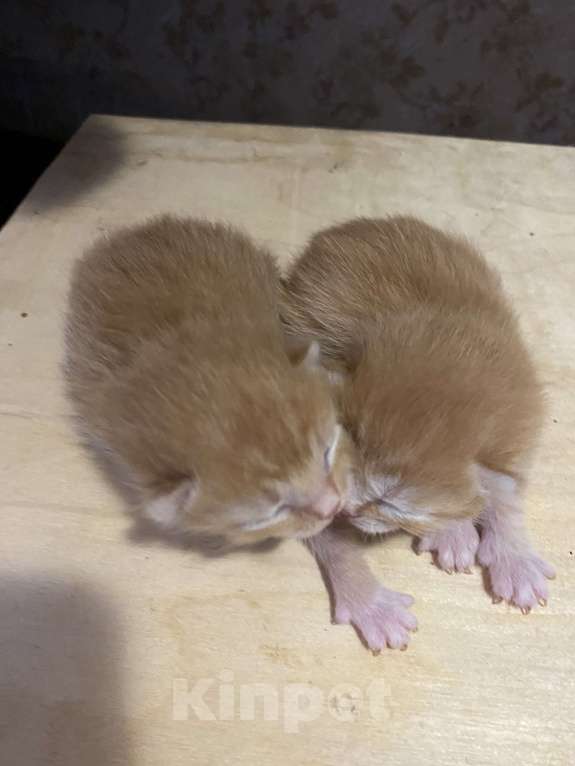 Кошки в Москве: Котята малыши Девочка, Бесплатно - фото 5