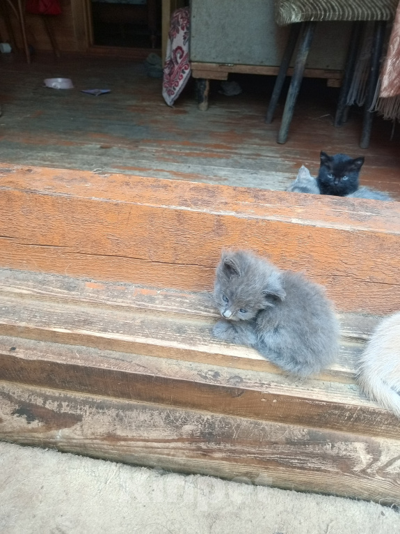 Кошки в Ореховом-Зуево: Котик серый Мальчик, Бесплатно - фото 1