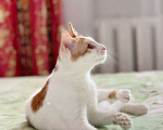 Кошки в Москве: Рыжий котенок СОфа в добрые руки Девочка, Бесплатно - фото 4