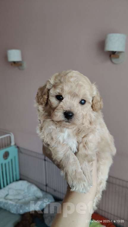 Собаки в Мытищах: Пушон (бишпу) Мальчик, 150 000 руб. - фото 3