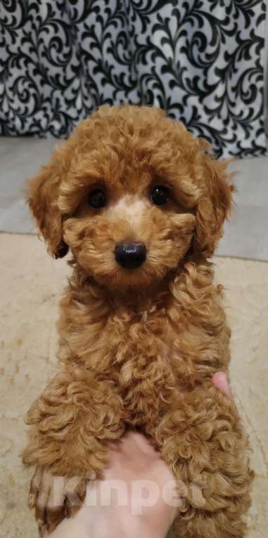 Собаки в Воронеже: Той-пудель  Мальчик, Бесплатно - фото 3