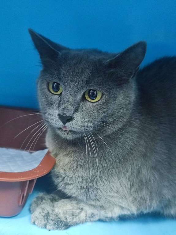 Кошки в Москве: Красавица Элли. Кошка на выпуск на улицу Девочка, Бесплатно - фото 3