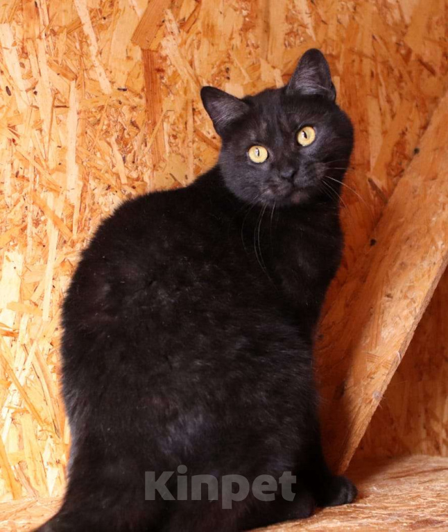 Кошки в Москве: Котик Тимоша в поисках семьи Мальчик, Бесплатно - фото 7