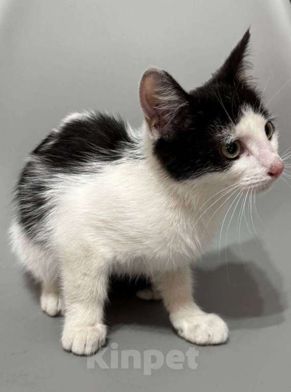 Кошки в Санкт-Петербурге: Котенок 3 месяца ищет дом Мальчик, Бесплатно - фото 5