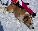 Собаки в Москве: Плюшевый и добрый спасеныш из Сургута. Мальчик, Бесплатно - фото 2