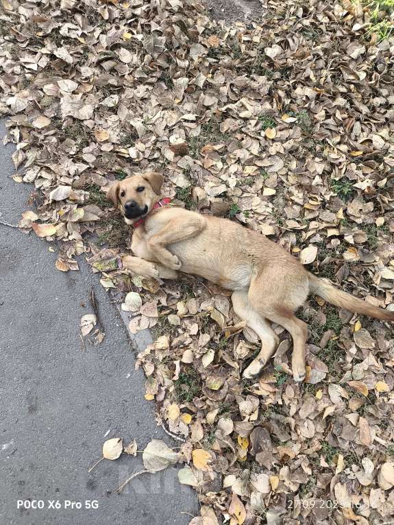Собаки в Казани: Собака возле завода  Мальчик, Бесплатно - фото 2