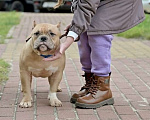 Собаки в Курске: Мальчик булли палевый Мальчик, 100 000 руб. - фото 2