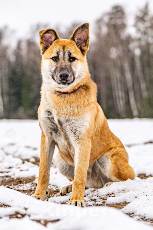 Собаки в Клине: Хорт — серьёзный парень Мальчик, Бесплатно - фото 8