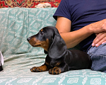 Собаки в Москве: Мальчик такса Мальчик, 40 000 руб. - фото 7